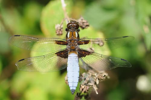 Broad-bodied Chaser reference