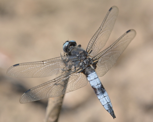 Scarce Chaser reference