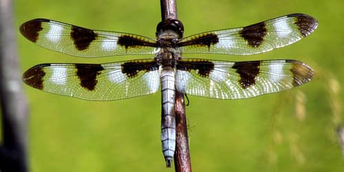 Twelve-Spotted Skimmer reference
