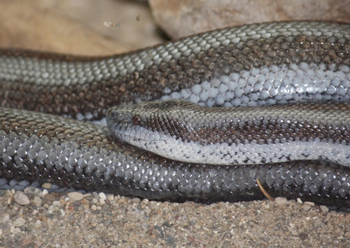 Coastal Rosy Boa reference