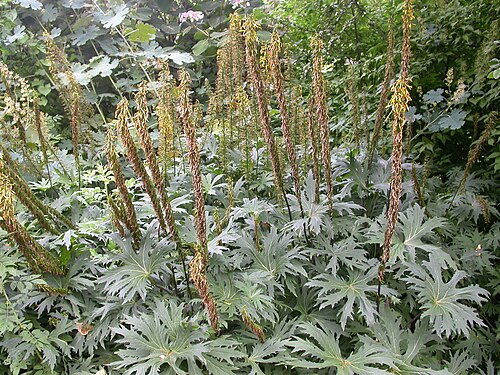 Przewalski's Leopard Plant reference
