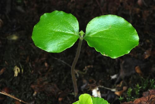 Chinese Privet reference