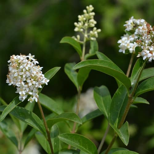 European Privet reference