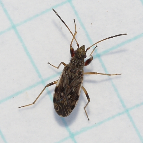 Diffuse Seed Bug reference