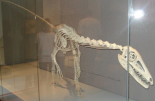 Liliensternus reference