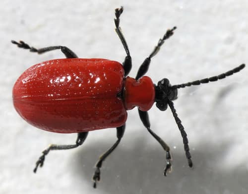 Lily Leaf Beetle reference