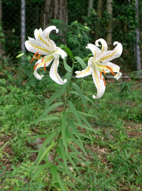 Golden Rayed Lily reference