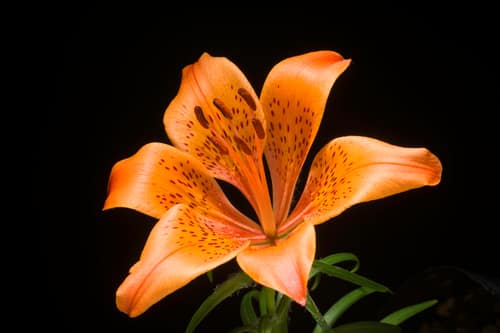 Orange Lily reference