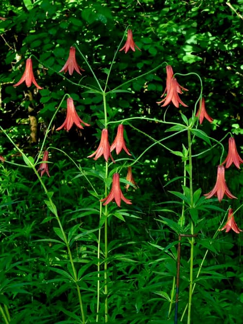 Canada Lily reference