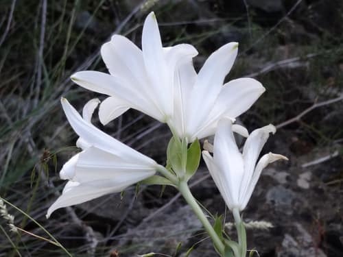 Madonna Lily reference