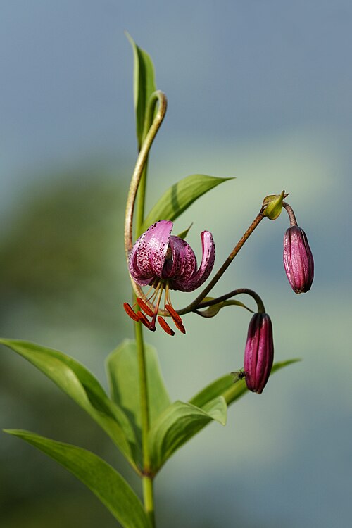 Martagon Lily reference
