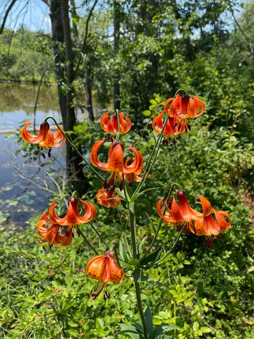 Michigan Lily reference