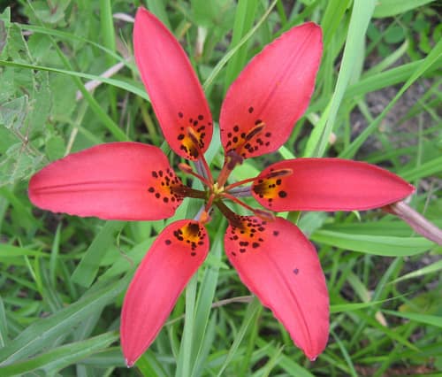 Wood Lily reference
