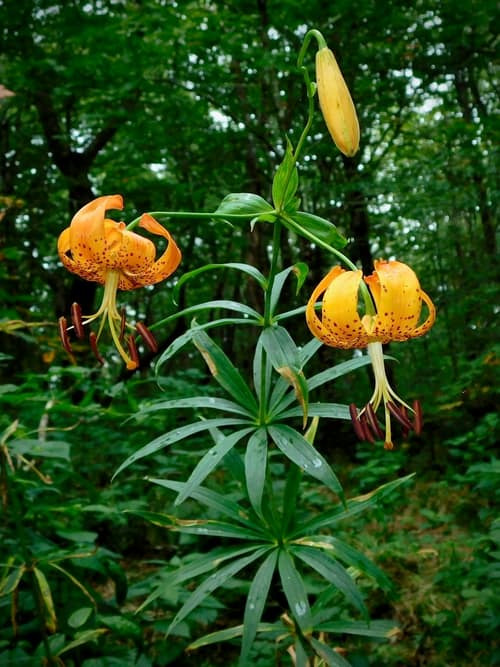 Turk's Cap Lily reference