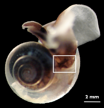 Shelled Sea Butterfly reference