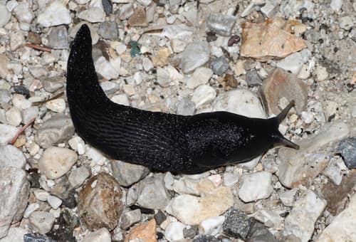 Ash-Black Slug reference
