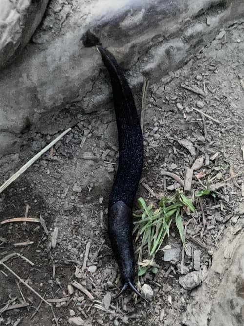 Leopard Slug reference