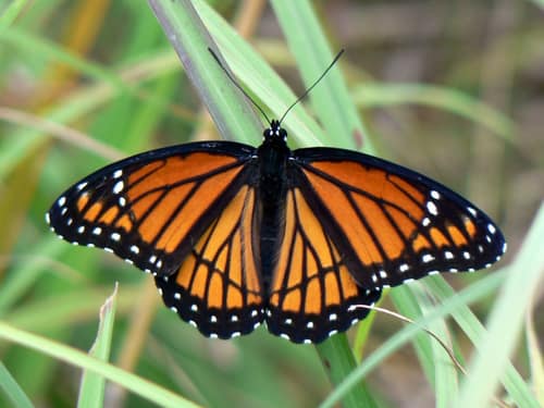 Viceroy reference