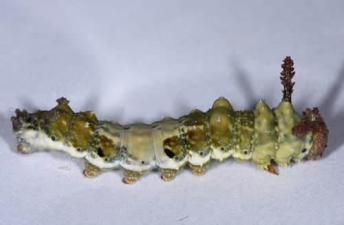 Lorquin's Admiral reference