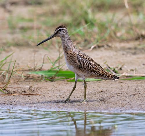 Short-billed Dowitcher reference