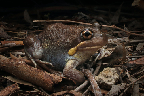 Eastern Banjo Frog reference