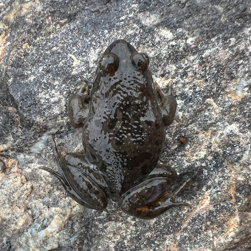 Barking Marsh Frog reference