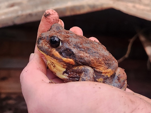 Giant Banjo Frog reference
