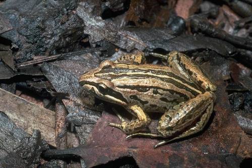 Striped Marsh Frog reference