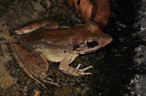 Blyth's River Frog reference