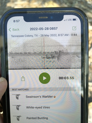 Swainson's Warbler reference