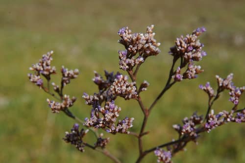 Western Marsh Rosemary reference