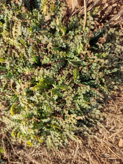 Wavyleaf Sea Lavender reference