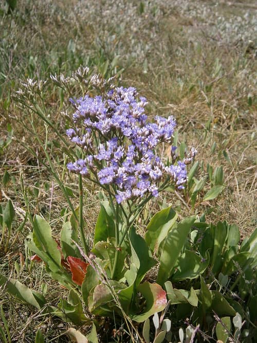 Common Sea Lavender reference