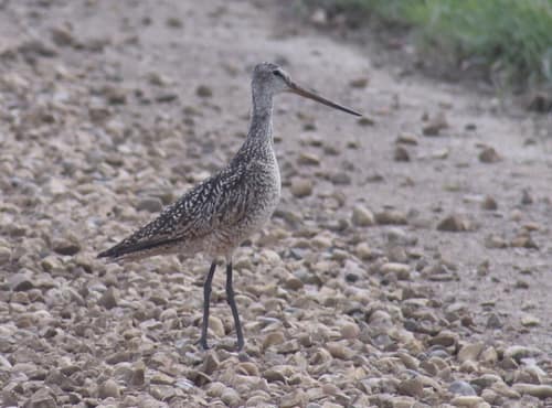 Marbled Godwit reference