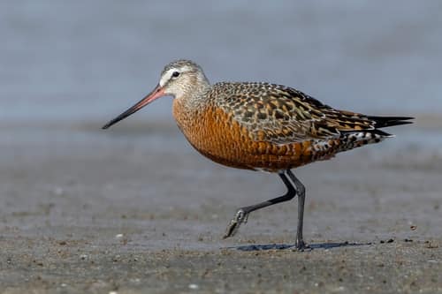 Hudsonian Godwit reference
