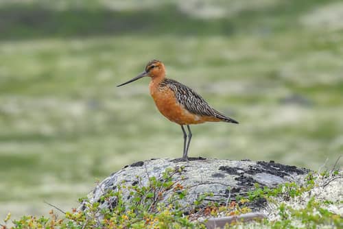 Bar-tailed Godwit reference
