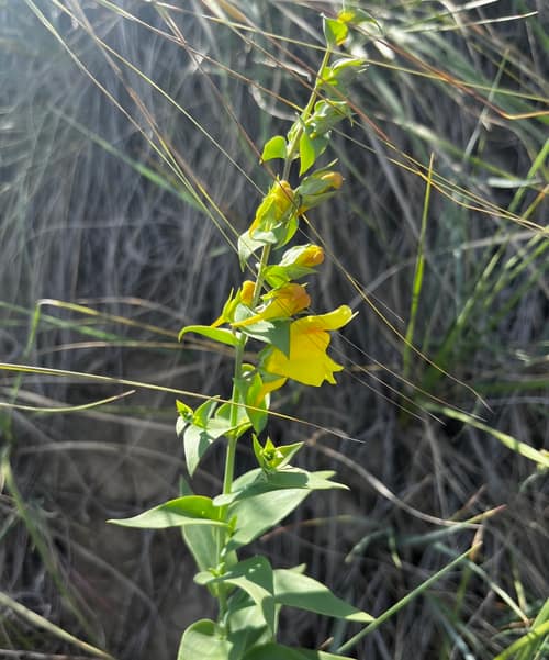 Dalmatian Toadflax reference