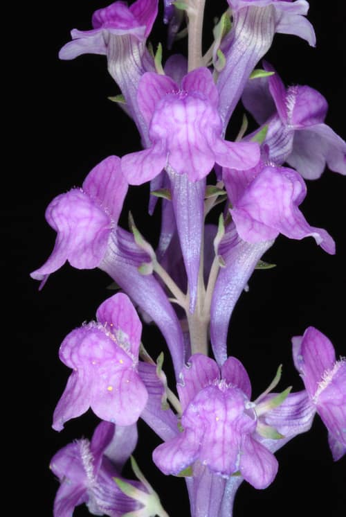 Purple Toadflax reference