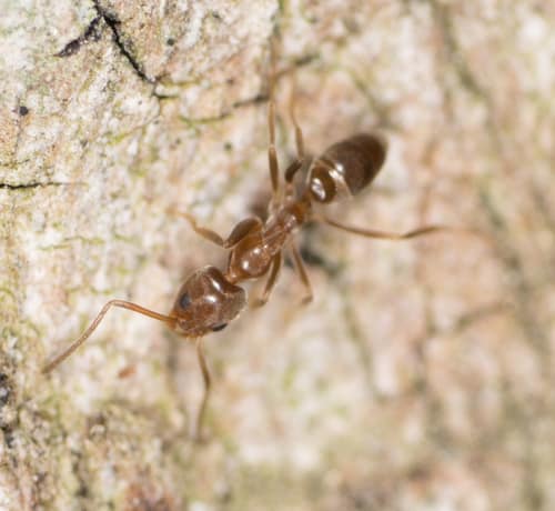 Argentine Ant reference