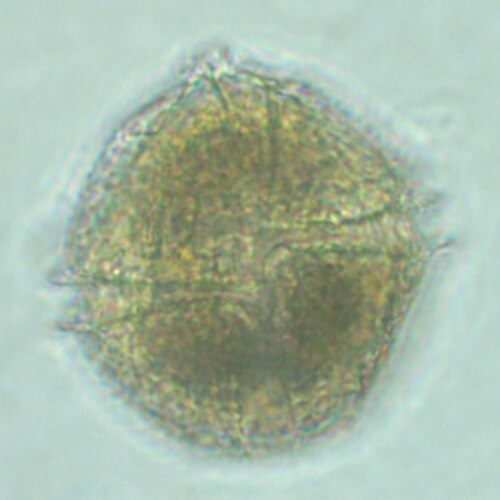 Red Tide Dinoflagellate reference