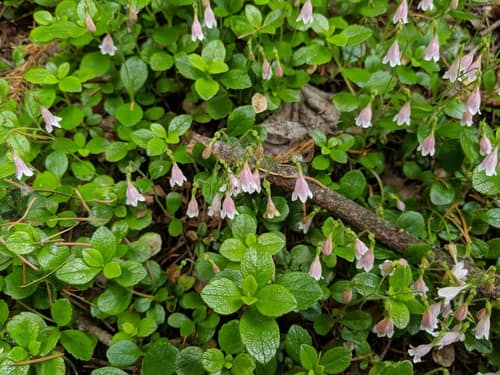 Twinflower reference