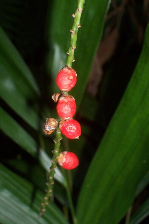Walking Stick Palm reference