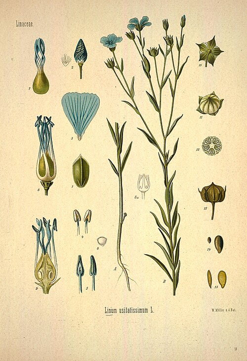 Common Flax reference