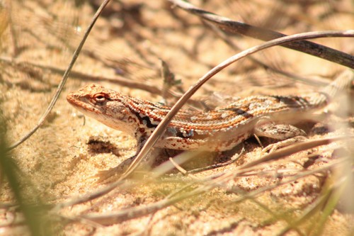 Wiegmann's Tree Iguana reference
