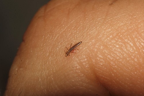 Wing Louse reference