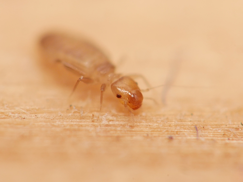 Booklouse reference