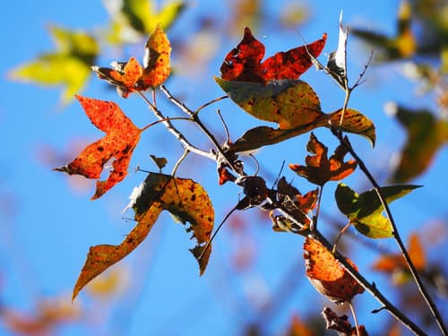 Formosan Sweetgum reference