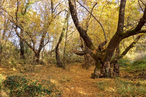 Oriental Sweetgum reference