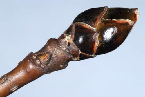 American Sweetgum reference