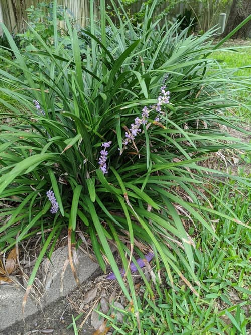 Lilyturf reference